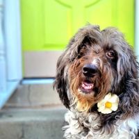Hope Veterinary Clinic West ico