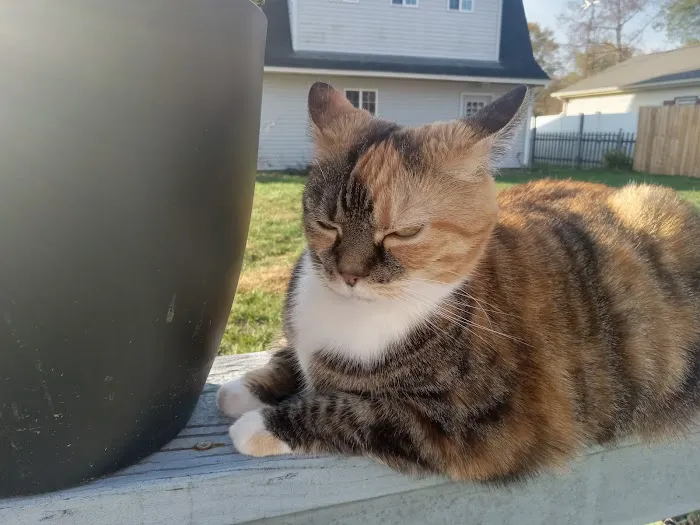 Columbus Veterinary Services 6