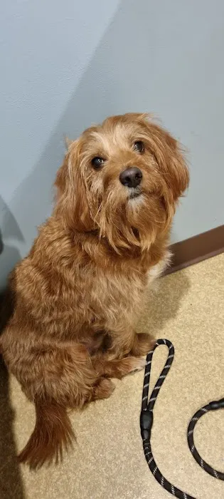 Columbus Veterinary Services 10