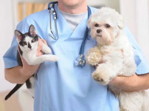 Eastside Veterinary Hospital 12