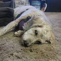 Hope Veterinary Clinic: East ico