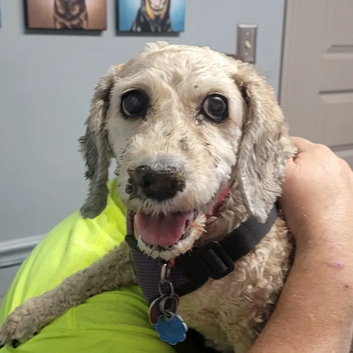 Hope Veterinary Clinic: East 12