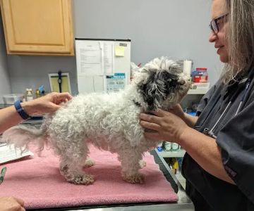 Pets Alive - Nonprofit Spay/Neuter & Wellness Clinic