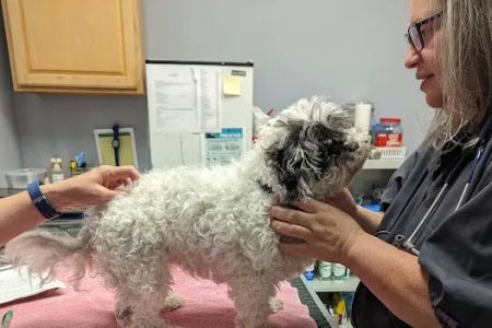 Pets Alive - Nonprofit Spay/Neuter & Wellness Clinic