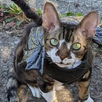Kyle Veterinary Hospital ico