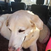 Warm Animal Hospital ico
