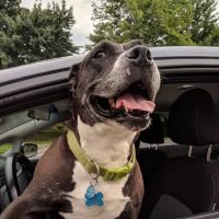Animal Care Center at Reed Hartman ico