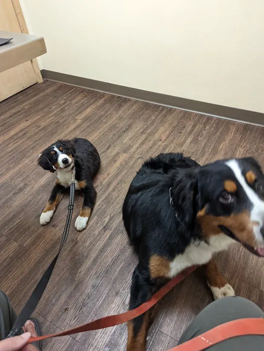 My Pet's Vet Mason 7
