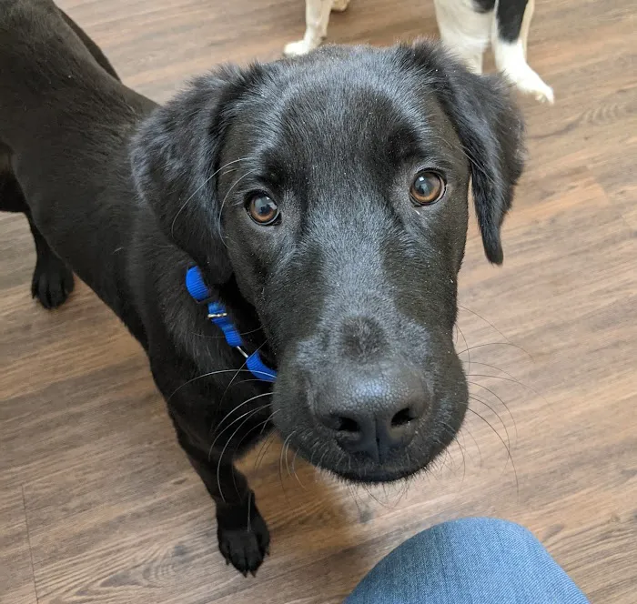 My Pet's Vet Mason 8