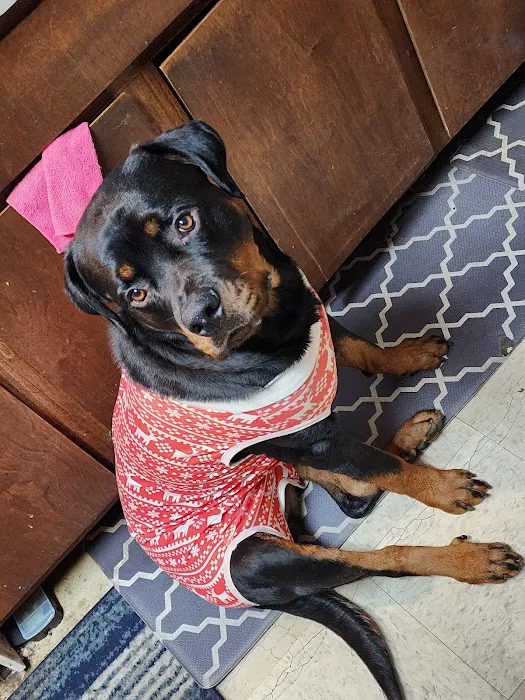 My Pet's Vet Mason 9
