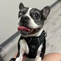 The Animal Eye Institute of Cincinnati ico