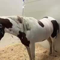 U of I Large Animal Clinic ico