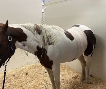 U of I Large Animal Clinic