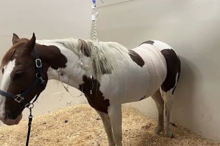 U of I Large Animal Clinic