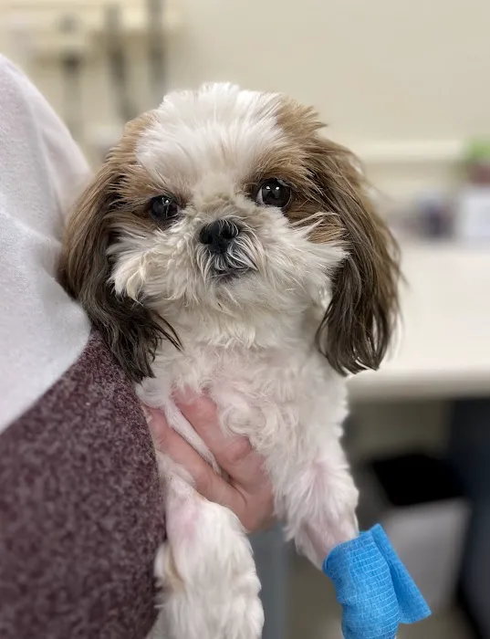 U. of I. Small Animal Clinic 12