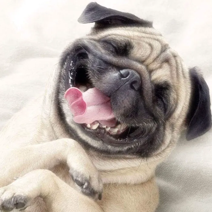 VCA Heritage Animal Hospital 12