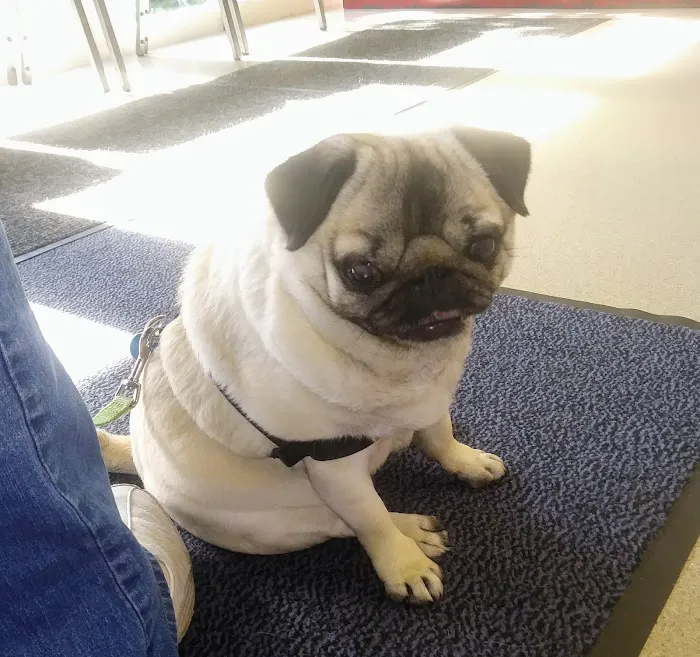 VCA Heritage Animal Hospital 12
