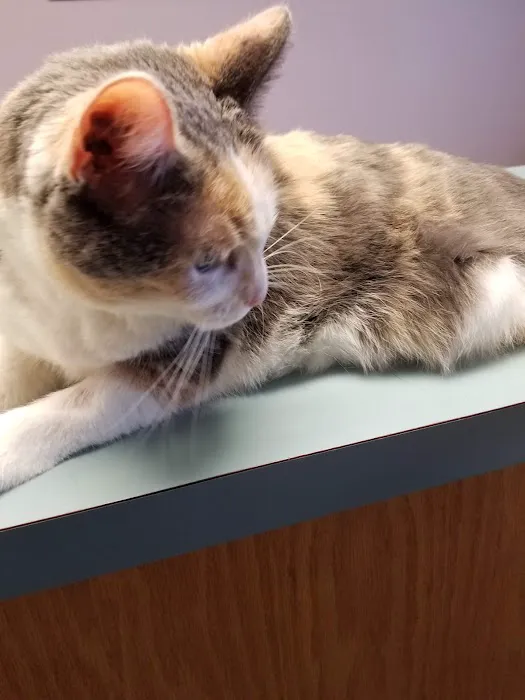 VCA Heritage Animal Hospital 12
