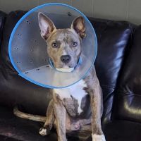 Caring Hands Animal Hospital: Buraglio Rebecca DVM ico