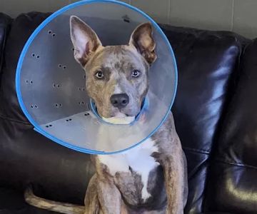 Caring Hands Animal Hospital: Buraglio Rebecca DVM