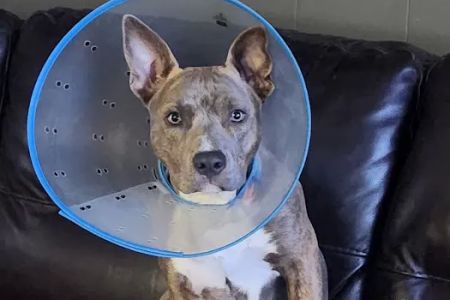 Caring Hands Animal Hospital: Buraglio Rebecca DVM