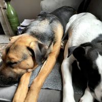 Good Friends Animal Hospital ico