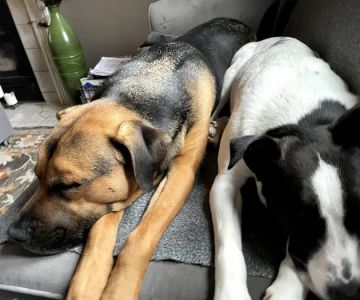 Good Friends Animal Hospital