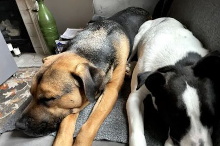 Good Friends Animal Hospital