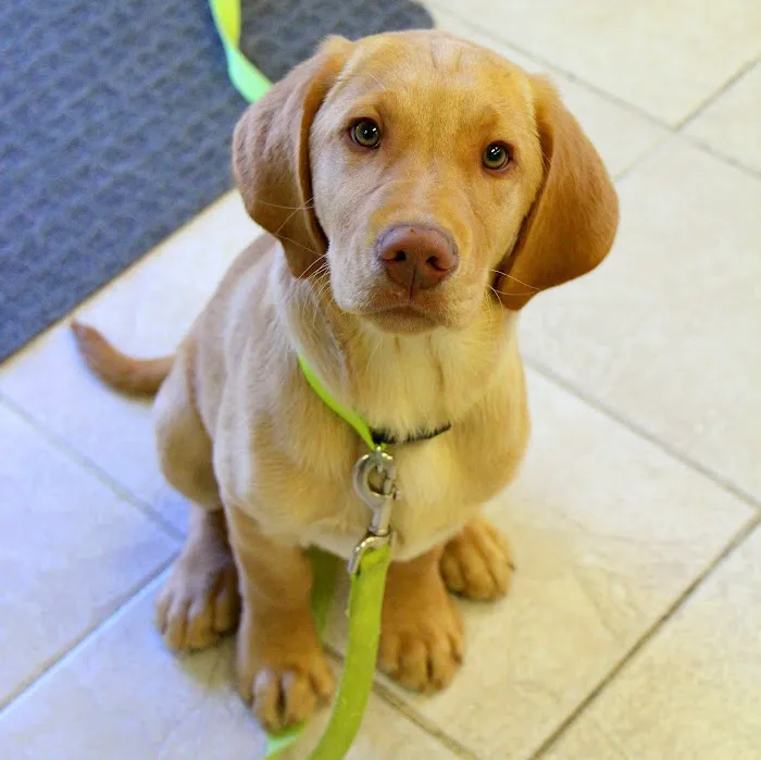 Sports Vet Animal Medical Center 12
