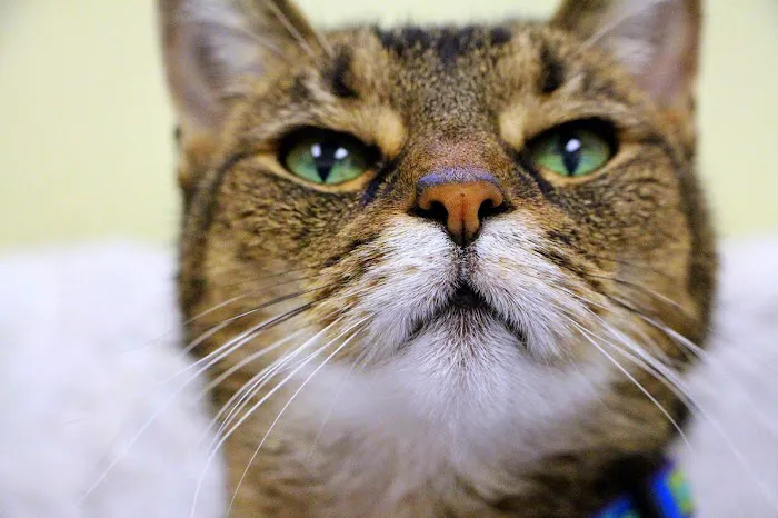 Sports Vet Animal Medical Center 12