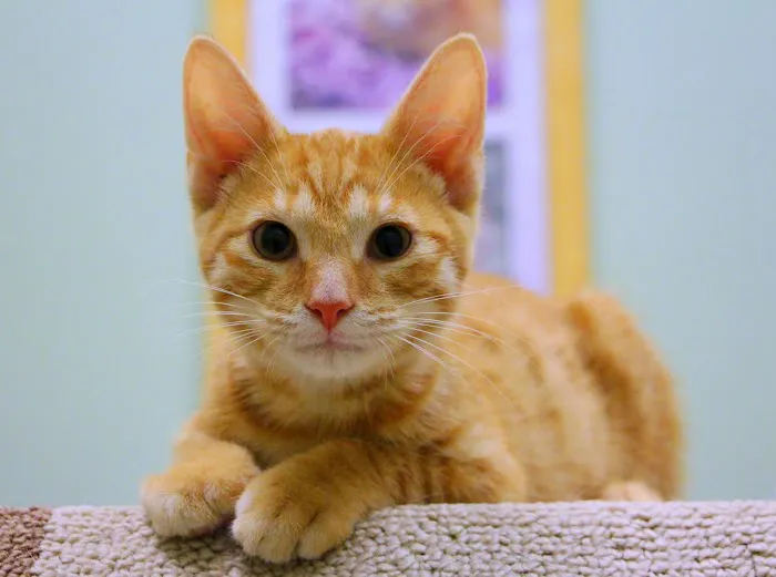 Sports Vet Animal Medical Center 12