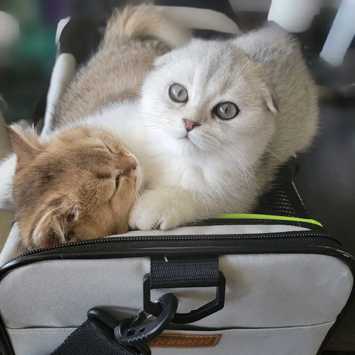 Spay Neuter Express 12