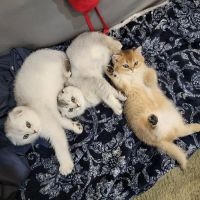 Spay Neuter Express ico