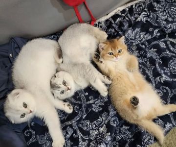 Spay Neuter Express
