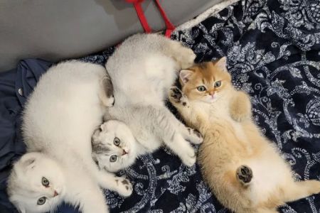 Spay Neuter Express