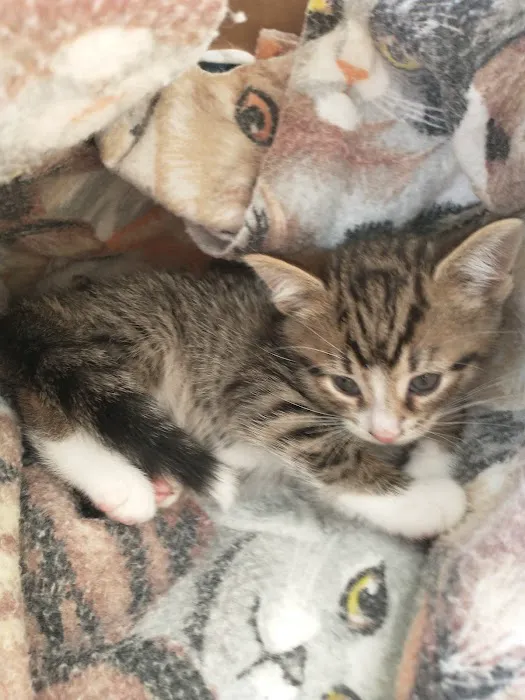 Spay Neuter Express 12