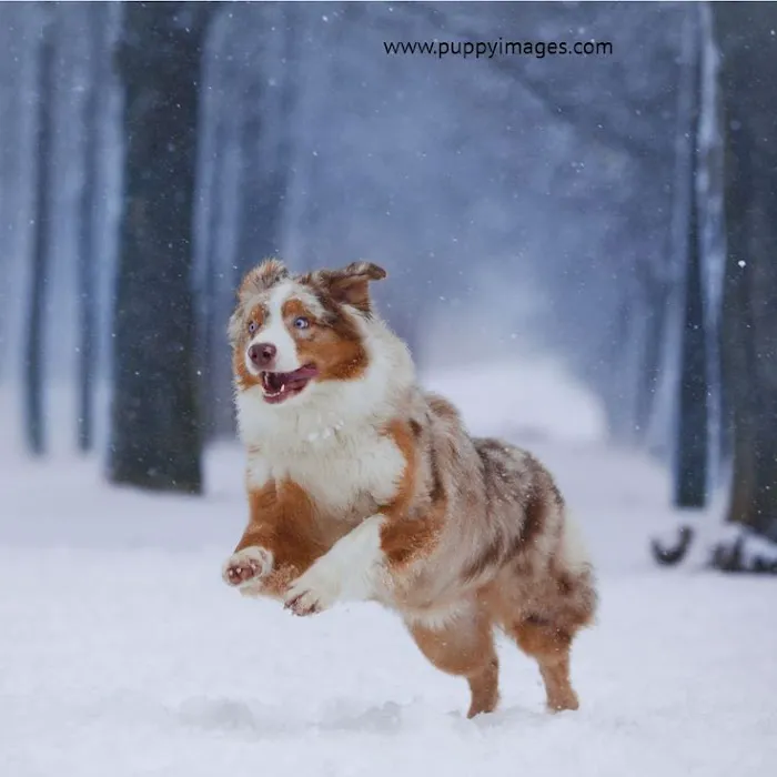 Animal Behavior Consultants of Michigan 12