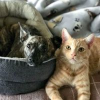 Animal Behavior Consultants of Michigan ico