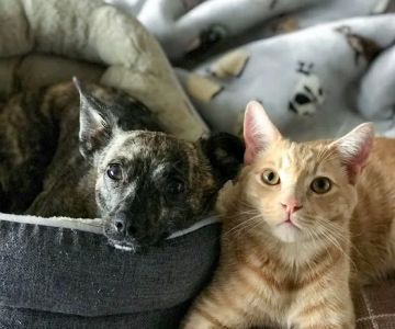 Animal Behavior Consultants of Michigan