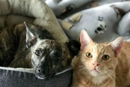 Animal Behavior Consultants of Michigan