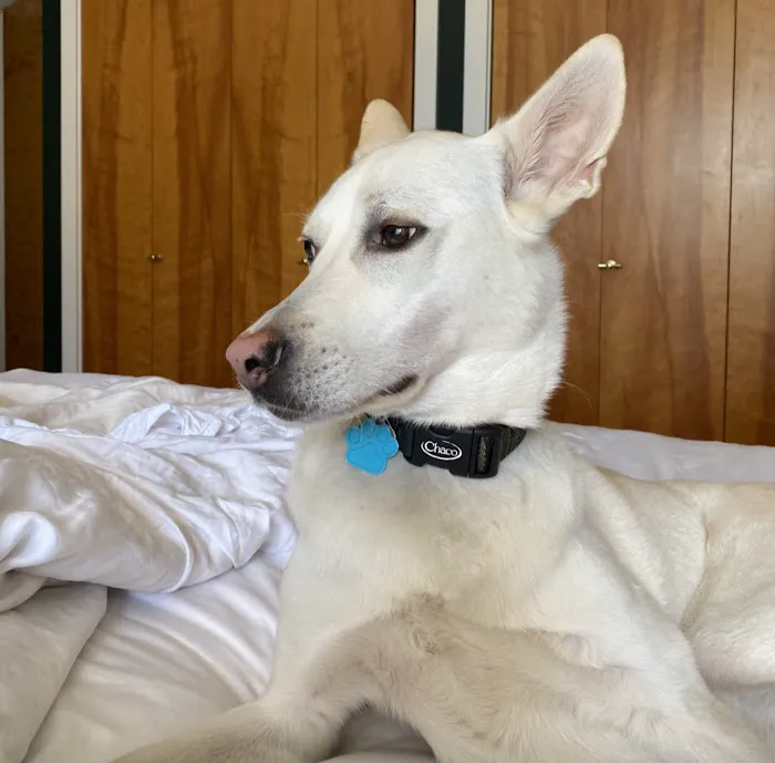 Animal Behavior Consultants of Michigan 12