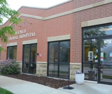 Avenue Animal Hospital
