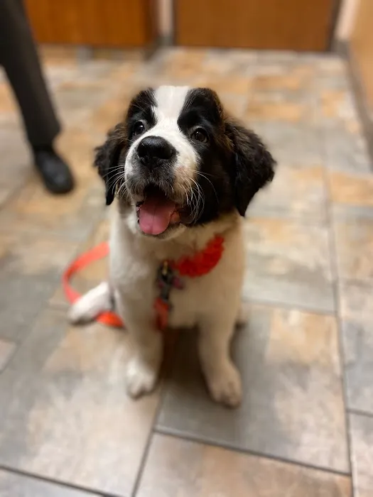 Avenue Animal Hospital 12