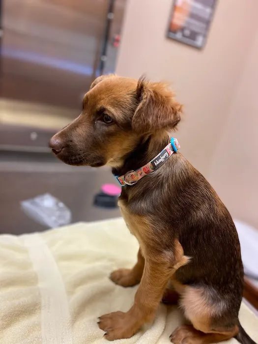 Avenue Animal Hospital 12