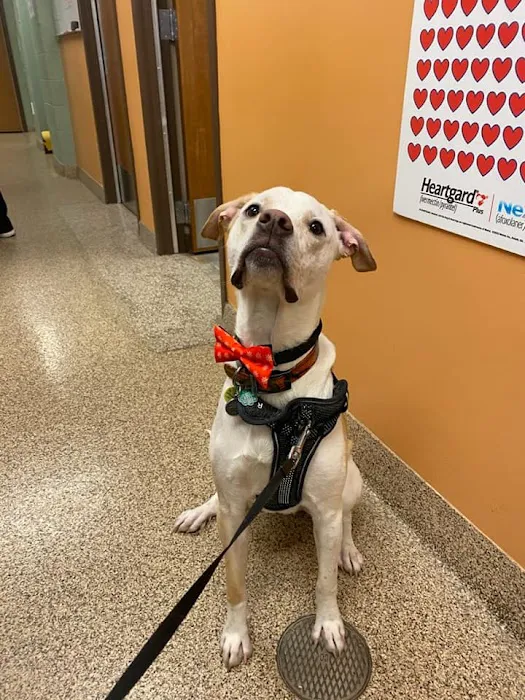 Avenue Animal Hospital 12