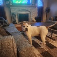 Family Pet Clinic ico