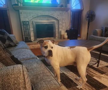 Family Pet Clinic