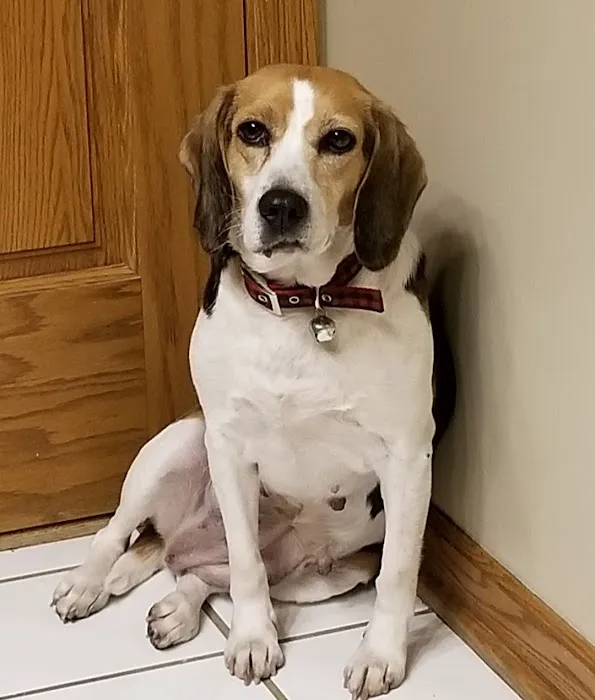 Family Pet Clinic 12