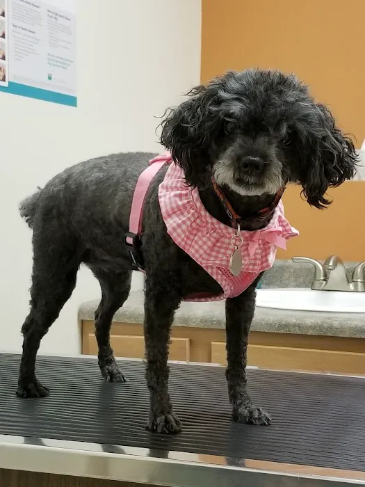 The Veterinary Clinic of Tinley Park 12
