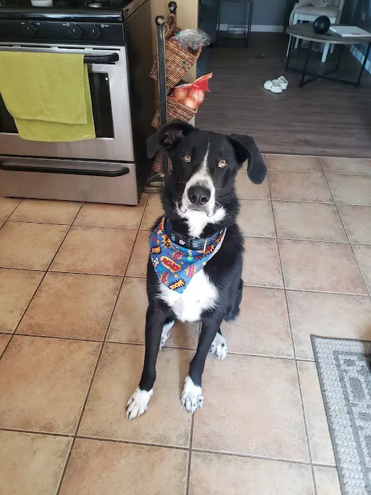 Oak Forest Animal Clinic 1